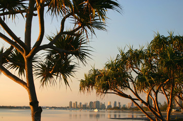 pandanus trees in the early morning
