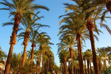 allee de palmiers,cannes
