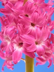 Photo sur Plexiglas Macro jacinthe rose