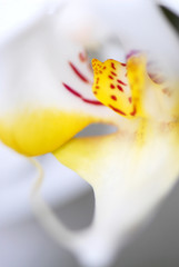 flower31011007