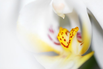 flower30011007