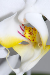 flower35011007