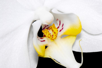 flower29011007