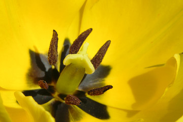 flower22011007