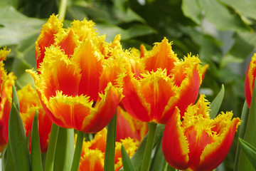flower20011007