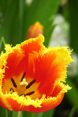 flower13011007
