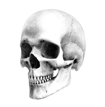 human skull - 3/4 view - pencil drawing style