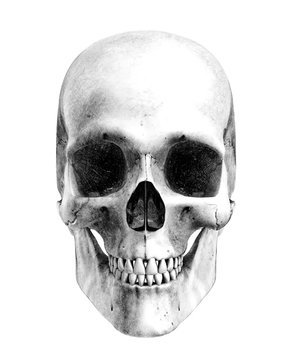 human skull - front - pencil drawing style