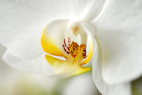 Fototapeta flower33011007