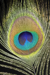 Obraz premium plume de paon