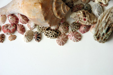 assorted shells on edge of page