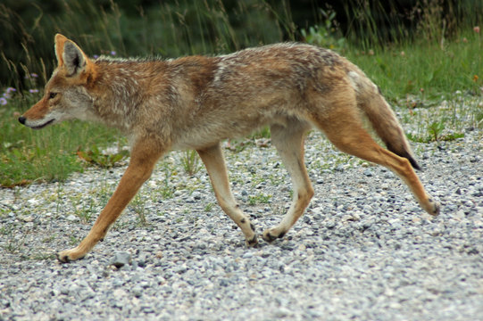 coyote