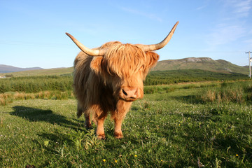 highland cow