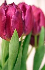 tulipes