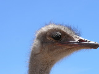 ostrich