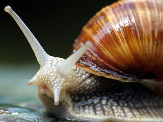 die schnecke 3