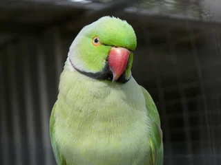 Crédence de cuisine en verre imprimé Perroquet green parrot