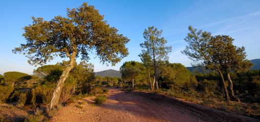 Obraz premium piste forestière