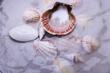 shell
