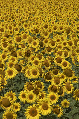 blissful field of sunflowers.