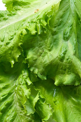 green big fresh lettuce leaves