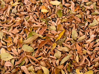 background yellow autumn sheet