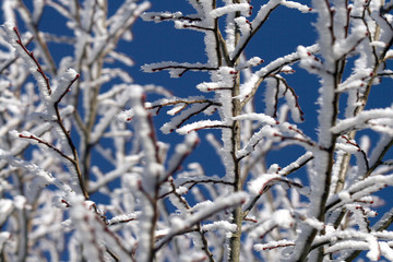 givre06