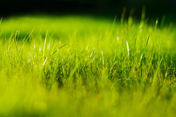 grass
