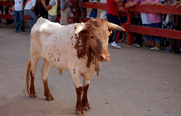 cabestro