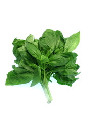 ein Stapel frische grüne Basilikumblätter freigestellt auf weißem Hintergrund	