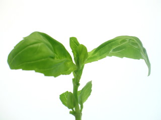 frisches grünes Basilikumblätter freigestellt auf weißem Hintergrund	