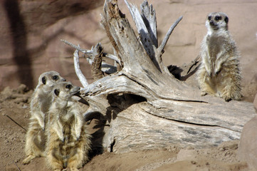 meerkat trio