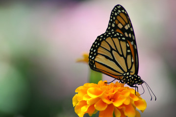 monarch butterfly