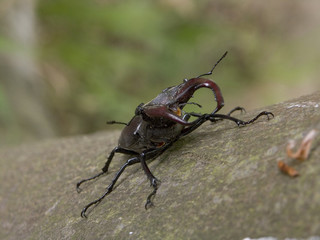 hirschkäfer