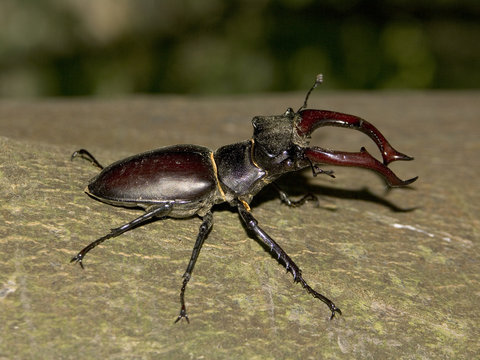 hirschk&auml;fer