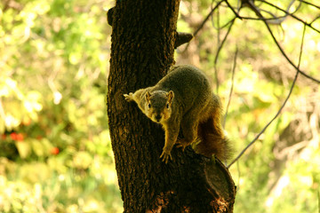 squirrel on tree