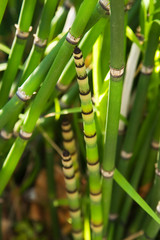 Naklejka premium horsetail plant