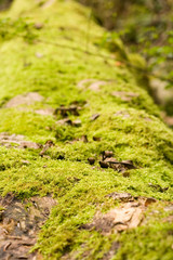 moss covered log with shallow dof