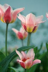 Obraz na płótnie Canvas tulip