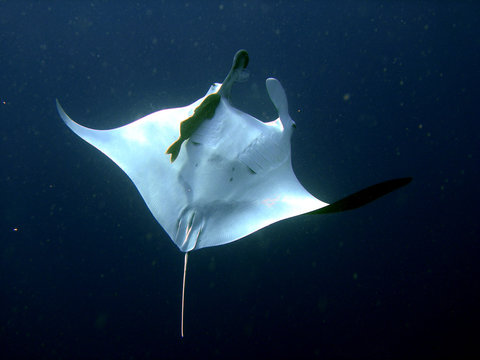 129 Best Raie Manta Images Stock Photos Vectors Adobe Stock