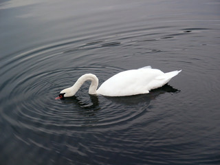 beautiful swan swimming in river 3