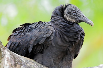 black vulture