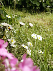 daisy flowers in meadow detail