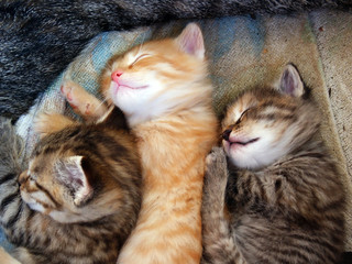 tree kittens sleeping