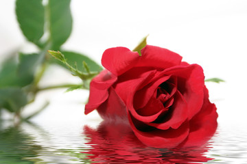 rose in flood