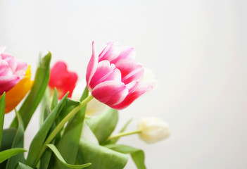 Fototapeta premium pink two- colored tulips