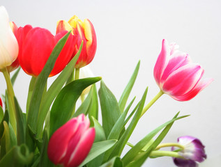 spring tulips