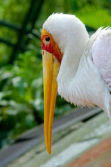 close up of egret head