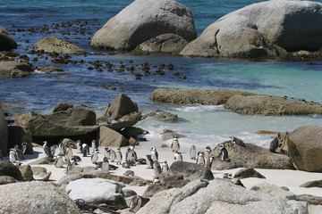 penguins