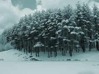 winter lake and pines